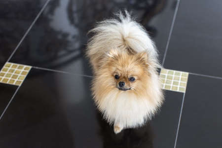 Portrait of small fluffy decorative Pomeranian Spitz with funny face, creamy beige color stands on shiny glossy black floor, on daytime. Concept life with animals, travel, little friends. Horizontal.の写真素材