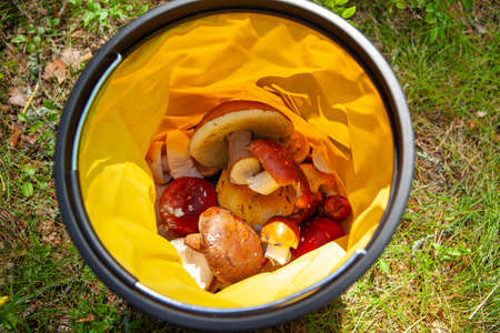 Lots of porcini mushrooms in a folding yellow bucket, collected in autumn during the mushroom season. Concept autumn, active leisure activities, natural eco-bio food, danger of poisoning by plants.の写真素材