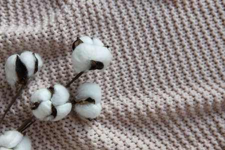 A sprig of cotton on a textured background, a dusty pink blanket on bed, top view, close-up, copy space. Concept comfort, natural fabrics, interior details. Minimal style. For decorating stationery.の写真素材