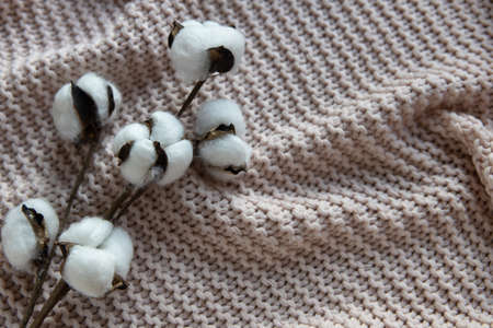A sprig of cotton on a textured background, a dusty pink blanket on bed, top view, close-up, copy space. Concept comfort, natural fabrics, interior details. Minimal style. For decorating stationery.の写真素材