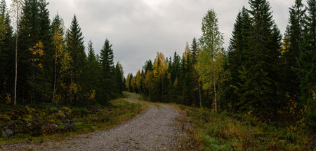 Remote gravel road winding through dense autumn forest, lined with golden birch trees and deep green...