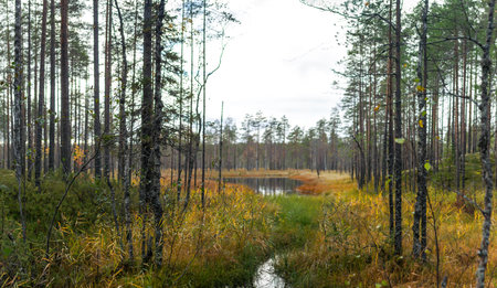 A calm forest pond reflects surrounding pine trees and golden autumn grasses, creating a peaceful,...
