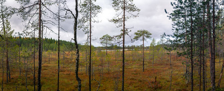 autumn, bog, boreal forest, cloudy sky, coniferous trees, ecosystem, Finland, Finnish nature, forest...