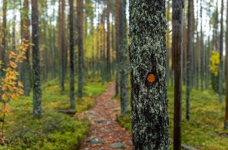 Close-up of a lichen-covered tree with a marked hiking trail symbol, leading through a dense pine and birch forest, surrounded by golden autumn foliage and a mossy rocky path. Captured in Finland, Europe. Tiilikkajarven Kansallispuisto national park.の写真素材
