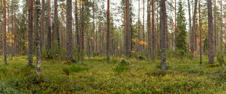 Boreal forest with tall, straight pine trees surrounded by dense green undergrowth, creating a tranquil natural scene. Soft autumn hues emerge among branches, blending with mossy ground. Captured in Finland, Europe. Tiilikkajarven Kansallispuisto national park.の写真素材