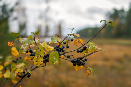 Dark berries hang from delicate branches with yellowing leaves, showing the transition from summer...