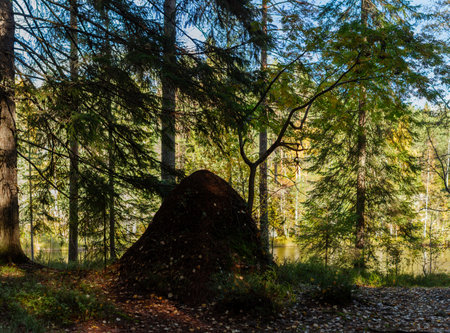 Massive ant hill blends into lush forest floor beneath towering evergreen trees. Sunlight filters through branches, casting a warm glow on fallen leaves and moss. Hidden pond shimmers in the background. Captured in Finland, Europe.の写真素材