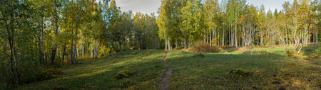Narrow dirt path meanders through peaceful forest meadow, flanked by vibrant autumn foliage....