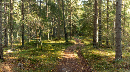 A peaceful forest trail meanders through dense woodland, illuminated by warm sunlight filtering...