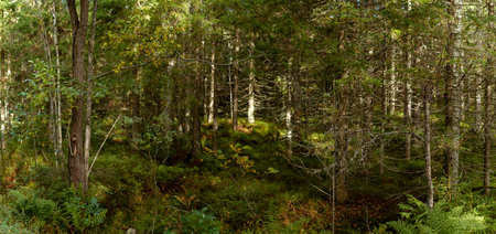 A dense Nordic forest with tall trees and lush green undergrowth. Sunlight filters through the...