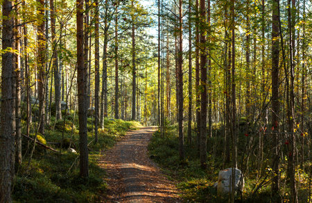 Narrow forest path winds through dense trees bathed in warm autumn sunlight. Vibrant foliage...