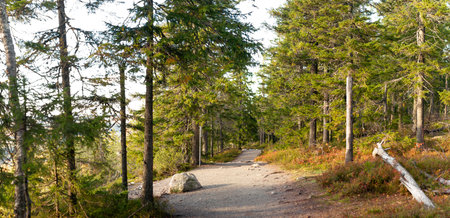 A peaceful gravel hiking trail winds through a dense evergreen forest, surrounded by lush greenery...