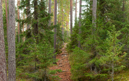 A narrow rocky forest trail winds through a dense stand of tall pine trees, surrounded by lush...