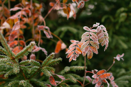Macro view of frost-covered autumn leaves and evergreen branches, showcasing intricate details of seasonal transformation as cold weather approaches in a peaceful Nordic woodland setting. Captured in Finland, Europe.の写真素材