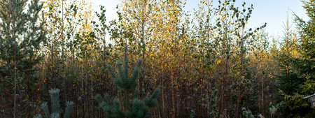 Rising sun gently illuminates frost-touched birch and pine saplings, highlighting delicate leaves...