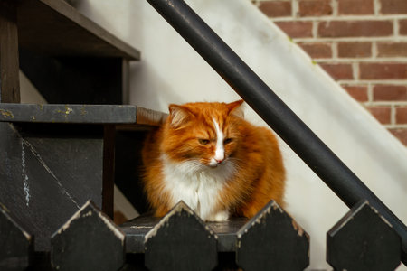 Ginger cat with thick fluffy fur and white facial markings sits comfortably on wooden staircase near metal railing. Peaceful feline moment in a warm and inviting neighborhood. Captured in the Netherlands, Europeの写真素材