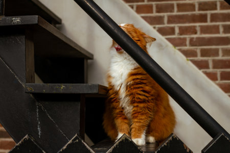 Adorable fluffy ginger cat with white fur sits on wooden stairs, playfully hiding its face behind a black railing while enjoying a peaceful moment in a quiet residential area. Captured in the Netherlands, Europeの写真素材