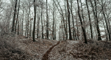 Narrow woodland track climbs through frost-coated forest where pale trunks, lingering oak leaves and...