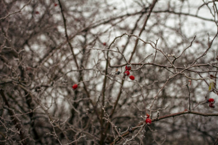 Small clusters of red rose hips rest on thin frosted branches, standing out against a muted winter...