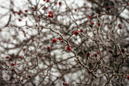 Frosted red rose hips cling to tangled winter branches, creating a vivid contrast against muted grey surroundings while icy textures highlight quiet seasonal stillness and natural detail of cold countryside. Captured in Czech, Europeの写真素材