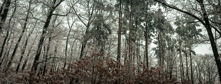 Frost-laced woodland mixing slender deciduous trunks with tall evergreens, winter silence resting...