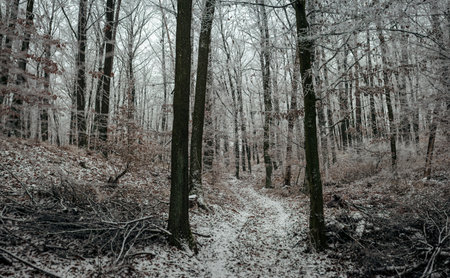 Narrow winding path leads through frost-covered forest where tall trunks rise above pale...