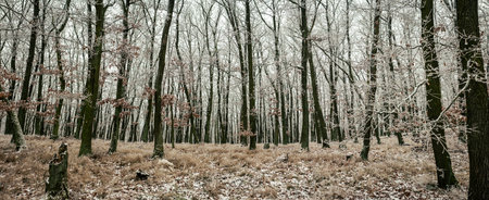 Frosty woodland scene shows dense stand of tall bare trees, delicate ice coating branches, muted...
