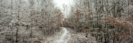 Winter forest corridor shows narrow snowy path curving between dense frost-coated undergrowth,...