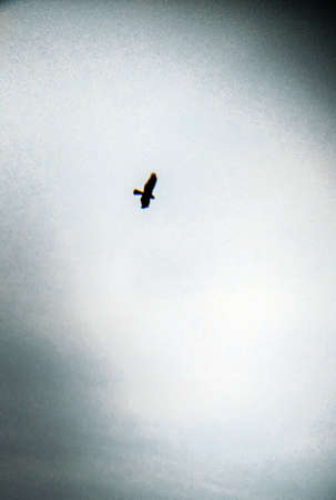 flyingの写真素材