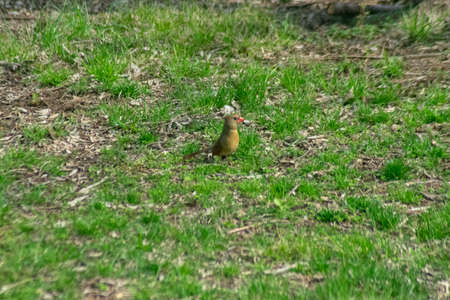 birdie2