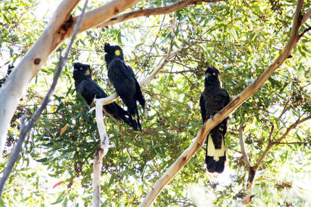 Black Cockatoosの写真素材