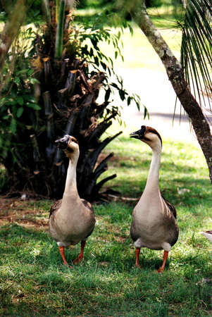 Wild Geese - Ballina Bicentennial Gardensの写真素材