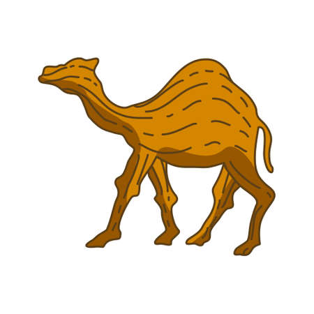 Camel Illustration Animal Vector Designのイラスト素材