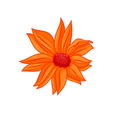 Vector floral botanical flower Illustration Color Ornamentのイラスト素材