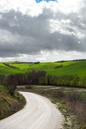 Landscape of green fields of wheat in spring,  dirt road in the foregroundの写真素材