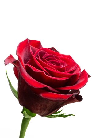 Closeup of fresh red rose, white backgroundの写真素材