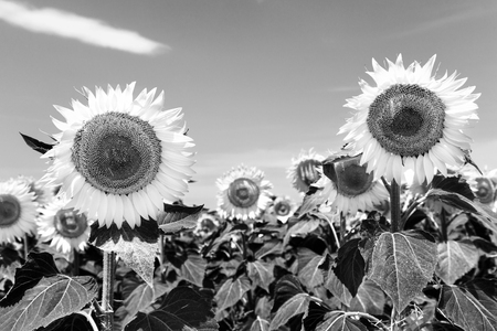 Black and white blooming sunflowers in a summer dayの写真素材