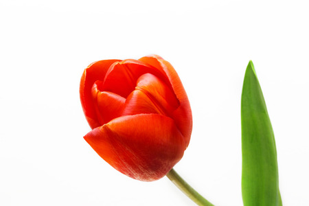 Fresh flower, red tulip isolated on white backgroundの写真素材
