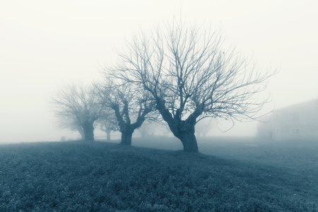 Natural landscape in autumn, trees and fields in the fogの写真素材
