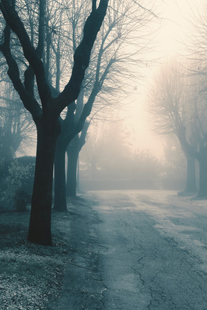Tree lined avenue on a misty autumn day, bare treesの写真素材