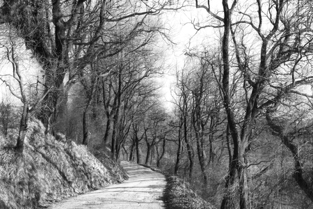 Country road through the woods on a day in winterの写真素材