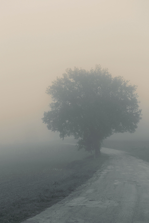 Landscape in the autumn mist, trees and roadの写真素材