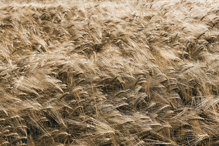 Natural background, ripe wheat field in windy dayの写真素材