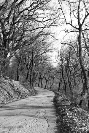 Country road through the woods on a day in winterの写真素材