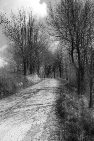 Country road through the woods on a day in springの写真素材