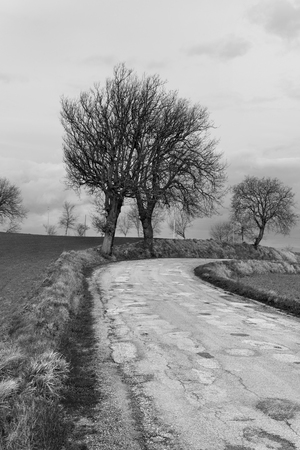 Black and white countryside road with autumn treesの写真素材