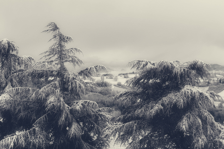 Beautiful winter landscape with snow covered pines treesの写真素材