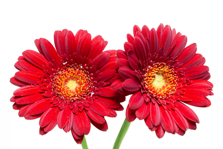 Red gerbera flowers, isolated on white backgroundの写真素材