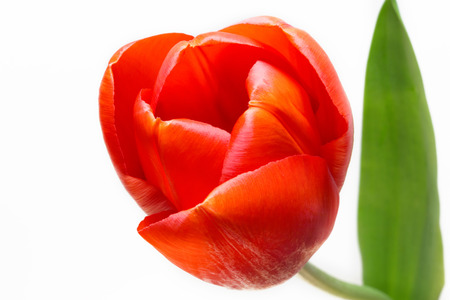 Fresh flower, red tulip isolated on white backgroundの写真素材