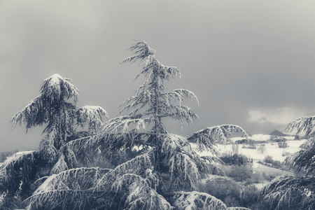 Beautiful winter landscape with snow covered pines treesの写真素材